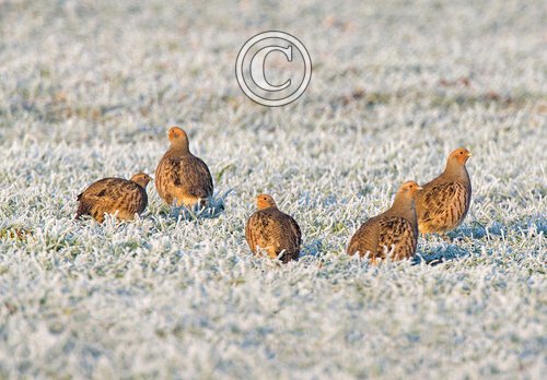 Covey of Grey Partridges in the Frost